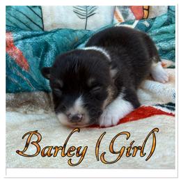 Barley - Black and white female American Corgi puppy in Scottown, Ohio from Wyndy Ridge Corgis