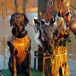 Labrador Retrievers from Rockin' G Retrievers