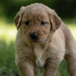 Golden Retrievers from Shady Grove Goldens