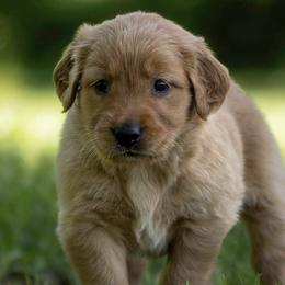 Golden Retrievers from Shady Grove Goldens
