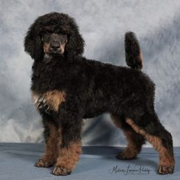 Poodle Puppies from Antigua Standard Poodles