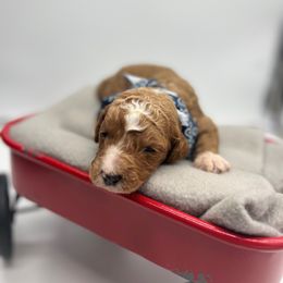 Poodle Puppies from Ruby’s Southern Doodles and Poodles