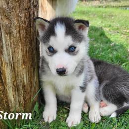 Storm - Black and white male Siberian Husky puppy in Hebron, Kentucky from Glacier Run Huskies