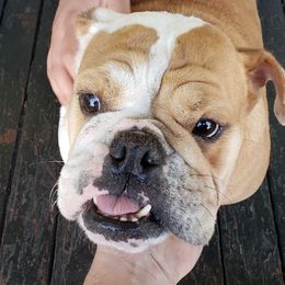 Cookie - English Bulldog
