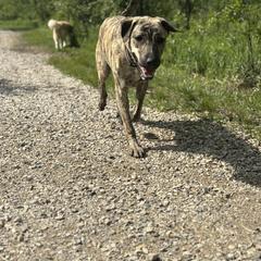 Ivy - Anatolian Shepherd Dog
