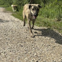 Ivy - Anatolian Shepherd Dog