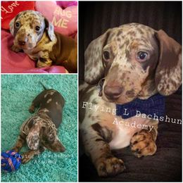Dachshund Puppies from FLYING L Dachshund Academy