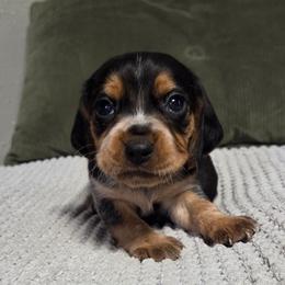 Daisy - Blue tan and white female Beagle puppy in Bunch, Oklahoma from Julie’s Jewels Puppies