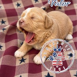 Valor - Wheaten male Miniature Schnauzer puppy in Dorr, Michigan from Enchanted Paws