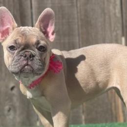 French Bulldogs from Foreign Frenchies