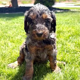 Clay Calloway - Merle male Goldendoodle puppy in Spokane, Washington from Goldendoodles on the Prairie