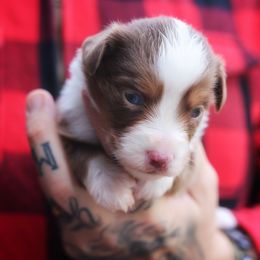 Esme - Red tri-color female Miniature American Shepherd puppy in Battle Ground, Washington from Casita Miniature American Shepherds