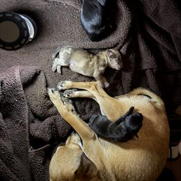 Chihuahua Puppies from Nine Mile Farms