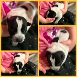 Marigold - Blue female Australian Cattle Dog puppy in Monterey, Tennessee from Quarter Acre Farms
