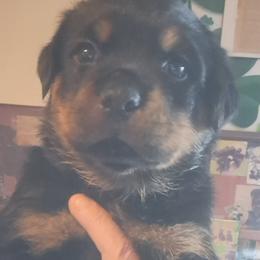 Boy 3 - Black and mahogany male Rottweiler puppy in De Witt, Iowa from Irish Eyes Kennels