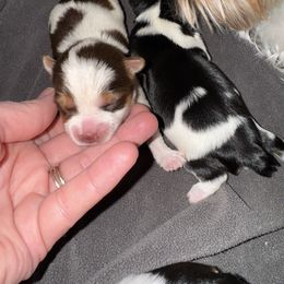 Chocolate male parti - Chocolate, tan and white male Yorkshire Terrier puppy in Pikeville, North Carolina from A Yorkie’s World