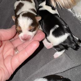 Chocolate male parti - Chocolate, tan and white male Yorkshire Terrier puppy in Pikeville, North Carolina from A Yorkie’s World