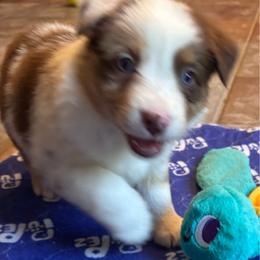 Girl 3 - Red merle female Miniature Australian Shepherd puppy in Turner, Maine from Bear Pond Aussies / Leonbergers of Maine