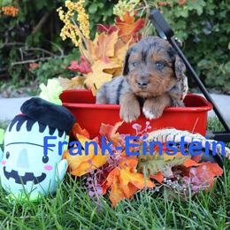 Frank-Enstien - Merle male Bernedoodle puppy in Helper, Utah from Doodle Love Utah