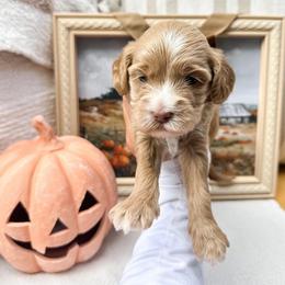 Minnie - Caramel ice female Australian Labradoodle puppy in Palmdale, California from Pixie Doodle Paws