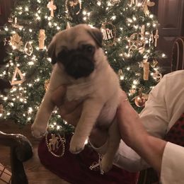 Pug Puppies from Pickwick Pugs