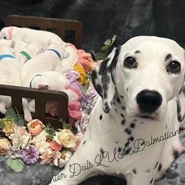 Dalmatian Puppies from Rainier DALS LUA Dalmatians