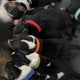 Basset Hound Puppies from Valley Bassets