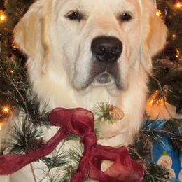 Golden Retriever All Grown Up from White Sand Golden Retrievers