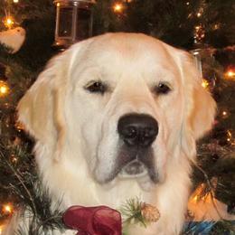 Golden Retriever All Grown Up from White Sand Golden Retrievers