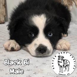 Everett - Black & white male Miniature Australian Shepherd puppy in Jaroso, Colorado from Heaven Sent Aussies