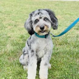 Phoenix - Aussiedoodle