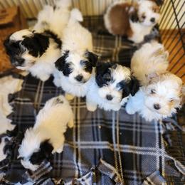 Havanese and Shetland Sheepdogs from Highsights Kennel