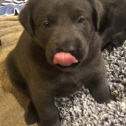 Dilute Retriever and Labrador Retriever Puppies from Winter Creek Labradors