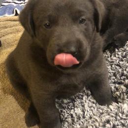 Dilute Retriever and Labrador Retriever Puppies from Winter Creek Labradors