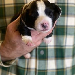 Rosemary - Black tri female Miniature American Shepherd puppy in Riverton, Utah from Iron Spirit Homestead & Aussies
