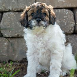 Blu - Tri-color male Cavapoo puppy in Gurdon, Arkansas from Franklin Ranch Pups