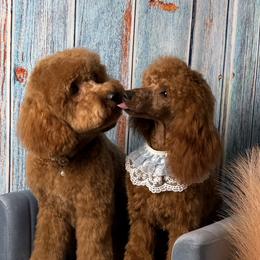 Goldendoodle puppies from Poodle Lovers