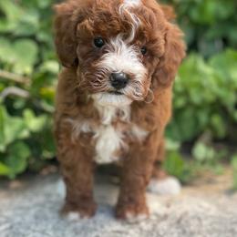 Jasmine (No Collar) - Red  female Poodle puppy in Ogden, Utah from Bells Poodles