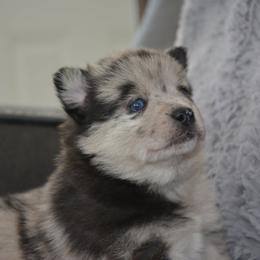 Pomsky Puppies from Pomskies of Vermont