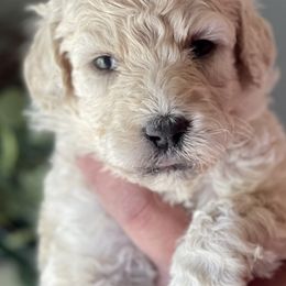 Bernedoodle and Goldendoodle Puppies from Lincoln Avenue Doodles