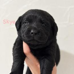 Skye - Black female Labrador Retriever puppy in Tomahawk, Wisconsin from Mahner Labs