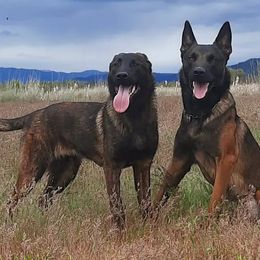 Belgian Malinois, Dutch Shepherds, and German Shepherds from VANDERLINDEN.POLITIEHONDEN