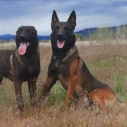Belgian Malinois, Dutch Shepherds, and German Shepherds from VANDERLINDEN.POLITIEHONDEN