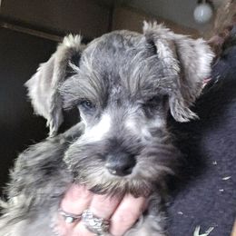 Boy 1 - Salt and pepper male Miniature Schnauzer puppy in Spokane, Washington from Blue Haven Stable