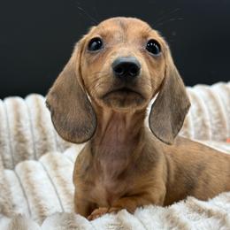 Abby - Brindle female Dachshund puppy in Corona, California from ChezBeale