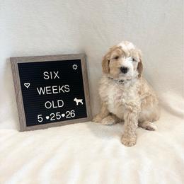 Gill - Yellow and white male Bernedoodle puppy in Sparrows Point, Maryland from Rosie’s Puppies
