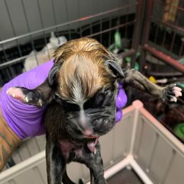 Boy 1 - Fawn Boxer puppy in Kansas, Missouri from Gardner’s Euro Boxers (Von Der Sieger)