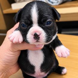 Lila - Black and white female Boston Terrier puppy in Covington, Georgia from Tuxedo Bostons of Atlanta