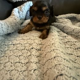 Arnold - Black and tan male Cavalier King Charles Spaniel puppy in Athens, Georgia from Sandy Cross Kennels