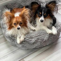Papillon Puppies from 329 Cheerio Tiny Papillons
